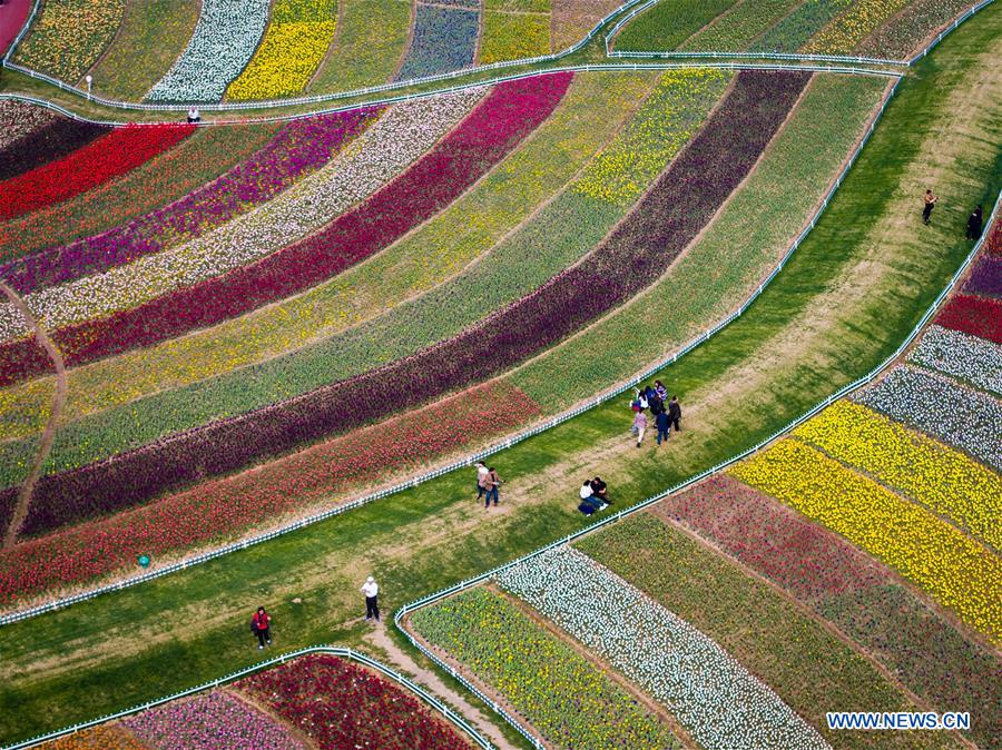 Tourists wander through matrix of tulip in full blossom in Yancheng, East China's Jiangsu province, April 8, 2016.[Photo/Xinhua] 