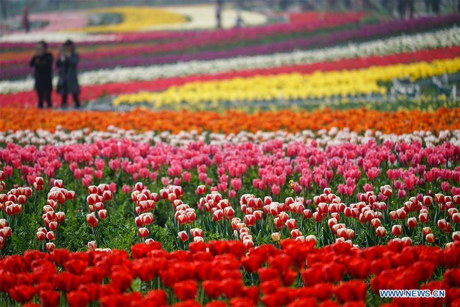 Tourists wander through matrix of tulip in full blossom in Yancheng, East China's Jiangsu province, April 8, 2016.[Photo/Xinhua]