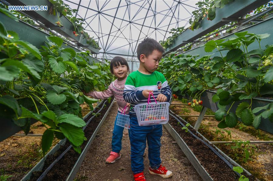 Children pick strawberries at a dome greenhouse in Tiantai County, east China&apos;s Zhejiang Province, April 9, 2016. 