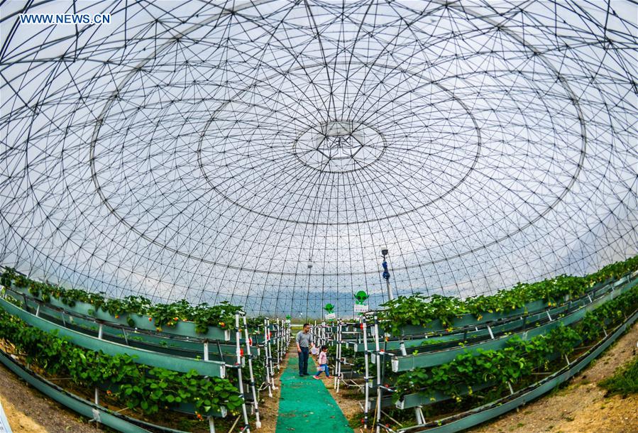 Visitors pick strawberries at a dome greenhouse in Tiantai County, east China&apos;s Zhejiang Province, April 9, 2016.