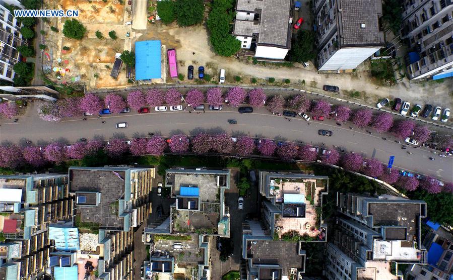 Photo taken on April 9, 2016 shows a flower-decorated street in Liuzhou, south China's Guangxi Zhuang Autonomous Region. 