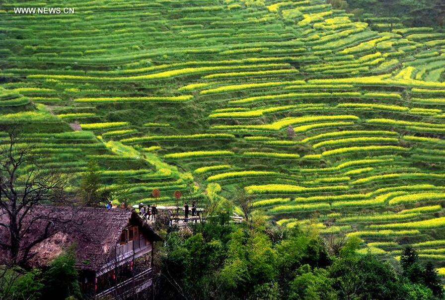 Tourists visit the terraced fields in Jiangling Village of Wuyuan County, east China's Jiangxi Province, March 31, 2015. China has perfected the art of building terraced fields as an effective way to preserve water and soil, and had a long history of terracing the ridges for high-yield cropping. (Xinhua/Wang Song) 