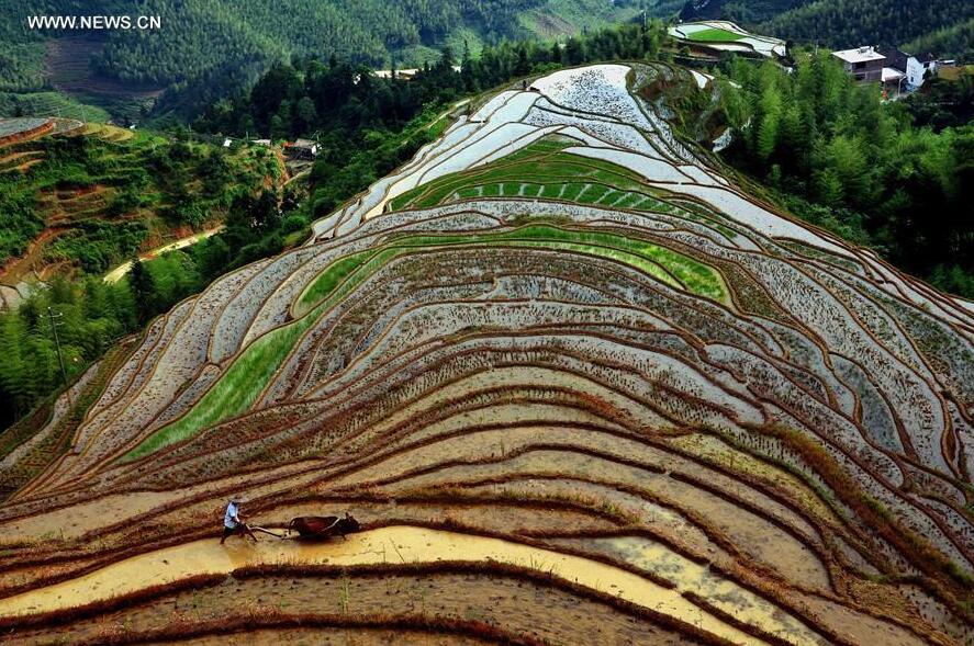Photo taken on May 28, 2013 shows terraced fields in Shangbao Township of Ganzhou City, east China's Jiangxi Province. China has perfected the art of building terraced fields as an effective way to preserve water and soil, and had a long history of terracing the ridges for high-yield cropping. (Xinhua/Wang Song)