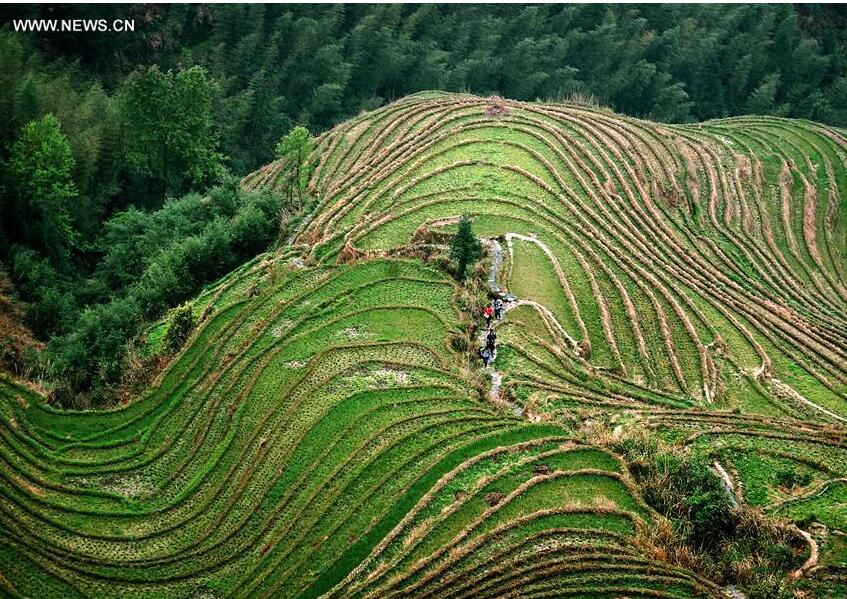 Photo taken on April 10, 2016 shows terraced fields in Longji Township of Longsheng County, south China's Guangxi Zhuang Autonomous Region. China has perfected the art of building terraced fields as an effective way to preserve water and soil, and had a long history of terracing the ridges for high-yield cropping. (Xinhua/Wang Song) 