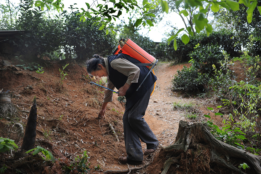 Cheng Shilian walks to her tea garden in Niujiaochong village, Hefei city, Anhui province, April 10, 2016. [Photo/Xinhua] 