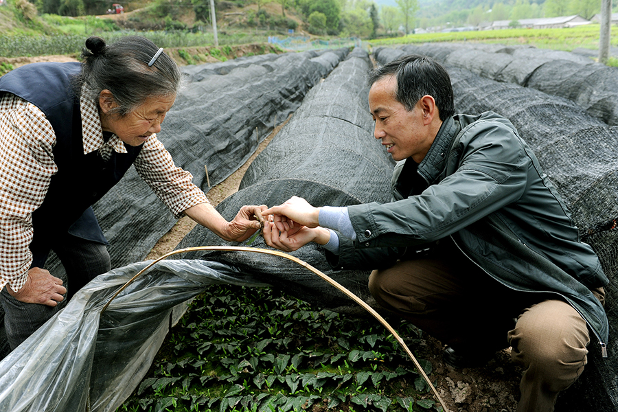 A man teaches Cheng Shilian at her tea garden in Niujiaochong village, Hefei city, Anhui province, April 10, 2016. [Photo/Xinhua]