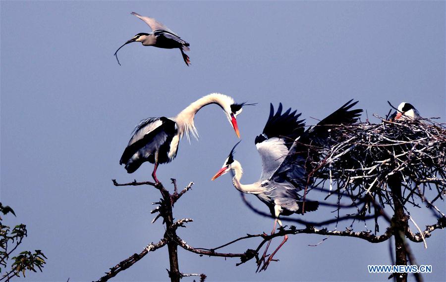 Egrets build a nest on a tree in Subu Township of Liu'an City, east China's Anhui Province, April 12, 2016. [Xinhua]