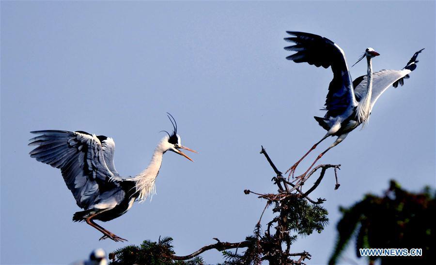 Egrets fly over a nest on a tree in Subu Township of Liu'an City, east China's Anhui Province, April 12, 2016. [Xinhua]