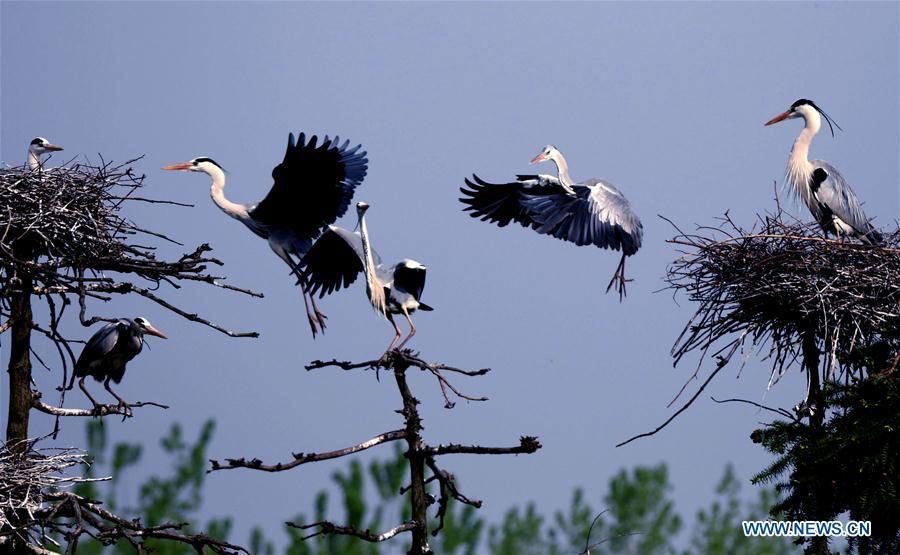 Egrets fly over a nest on a tree in Subu Township of Liu'an City, east China's Anhui Province, April 12, 2016. [Xinhua]