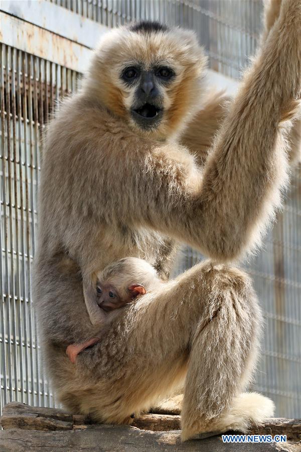A baby white-cheeked gibbon stays with its mother Yuanyuan at the Yantai Zoo in Yantai City, east China's Shandong Province, April 13, 2016. The baby white-cheeked gibbon was born on March 31. The white-cheeked gibbon is China's grade-one national protected animal. (Xinhua/Tang Ke)