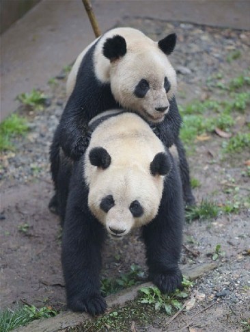 Male giant panda Yang Yang (up) mates yesterday with Su Shan at the Bifengxia base of the China Conservation and Research Center for the Giant Pandas in Ya’an City in southwest China's Sichuan Province. [Xinhua]