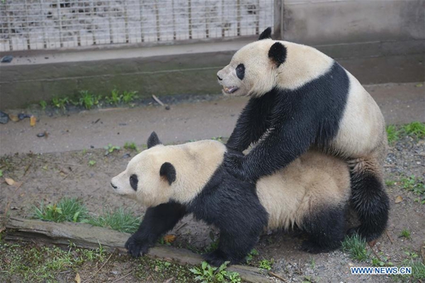 Male giant panda Yang Yang mates yesterday with Su Shan at the Bifengxia base of the China Conservation and Research Center for the Giant Pandas in Ya’an City in southwest China's Sichuan Province. [Xinhua]