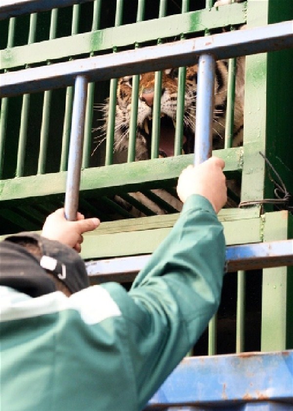 Twenty tigers in northeast China's Heilongjiang Province embarked on a journey Thursday morning to their new home more than 2,000 kilometers away. [Shanghai Daily]