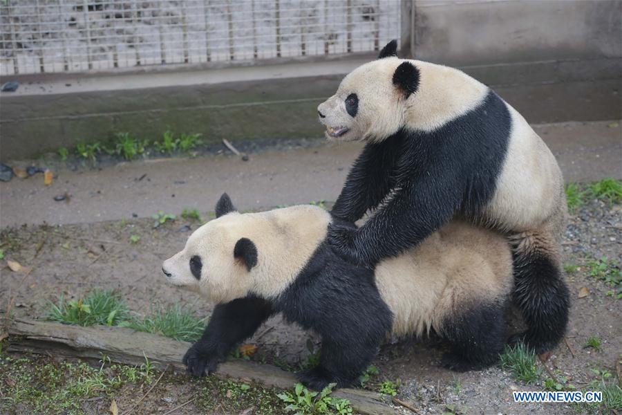 Giant panda 'Yang Yang' (R) mates with giant panda 'Su Shan' at the Bifengxia base of the China Conservation and Research Center for the Giant Pandas in Ya'an City, southwest China's Sichuan Province, April 14, 2016. The center captive-breeds the world's largest panda population -- 218 as of the end of 2015. Twenty-six female pandas have been selected in this year's mating plan. (Xinhua/Xue Yubin)