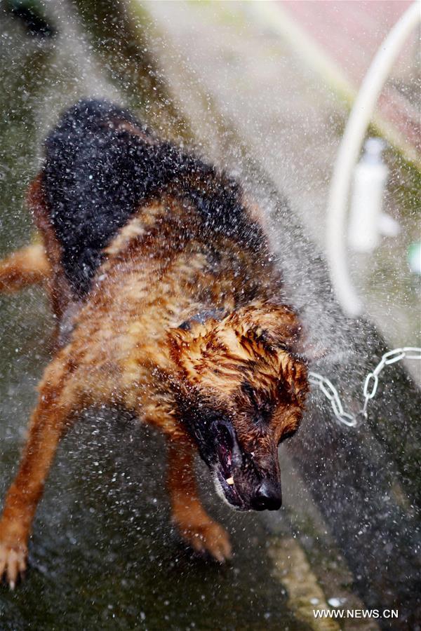 A police dog shakes off water droplets after taking a bath at a police dog base of frontier defense force in south China's Guangdong Province, April 18, 2016. [Xinhua]