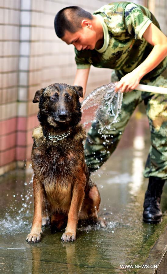 A trainer helps a police dog take a bath to let it cool off at a police dog base of frontier defense force in south China's Guangdong Province, April 18, 2016. [Xinhua]