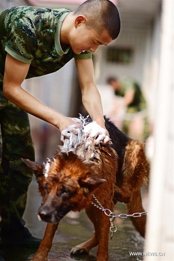 A trainer helps a police dog take a bath to let it cool off at a police dog base of frontier defense force in south China's Guangdong Province, April 18, 2016. [Photo: Xinhua/Liao Jian]