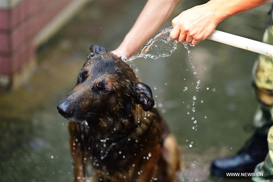 A trainer helps a police dog take a bath to let it cool off at a police dog base of frontier defense force in south China's Guangdong Province, April 18, 2016. [Photo: Xinhua/Liao Jian] 
