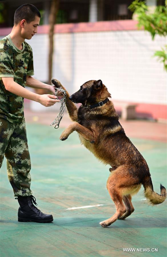 A police dog is trained at a police dog base of frontier defense force in south China's Guangdong Province, April 18, 2016. [Photo: Xinhua/Liao Jian]