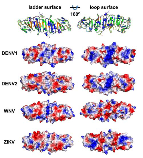This photo shows that the distribution of Zika virus NS1 protein's electric charges is entirely different from other members of the favivirus genus. [Photo: im.cas.cn]