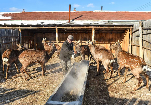 A worker feeds forage to Zika deer at a farm in Yanbian, Northeast China's Jilin province, on February 6, 2016. [Photo/Xinhua]