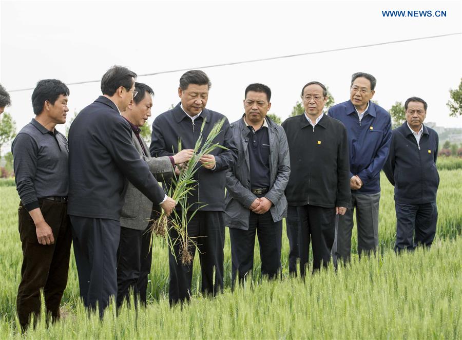  Chinese President Xi Jinping inspects the growth of wheat in Xiaogang Village of Fengyang County, Chuzhou City, east China&apos;s Anhui Province, April 25, 2016. Xi made an inspection tour in Anhui from April 24 to 27. (Xinhua/Li Xueren) 