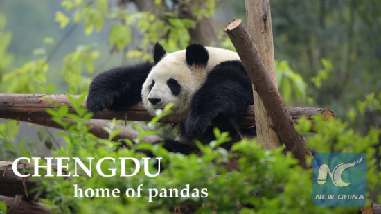 A giant panda is seen at Chengdu Research Base of Giant Panda Breeding in Chengdu, capital of southwest China's Sichuan Province, March 31, 2015. (Photo: Xinhua/Xu Yubin)