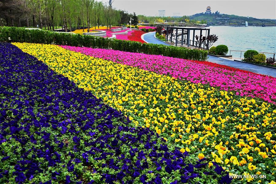 Photo taken on April 27, 2016 shows blooming flowers at the Tangshan International Horticultural Exposition 2016 in Tangshan City, north China's Hebei Province. The 171-day expo will kick off here on April 29. The expo venue was originally a century-old mine in China's iron town of Tangshan. [Xinhua]