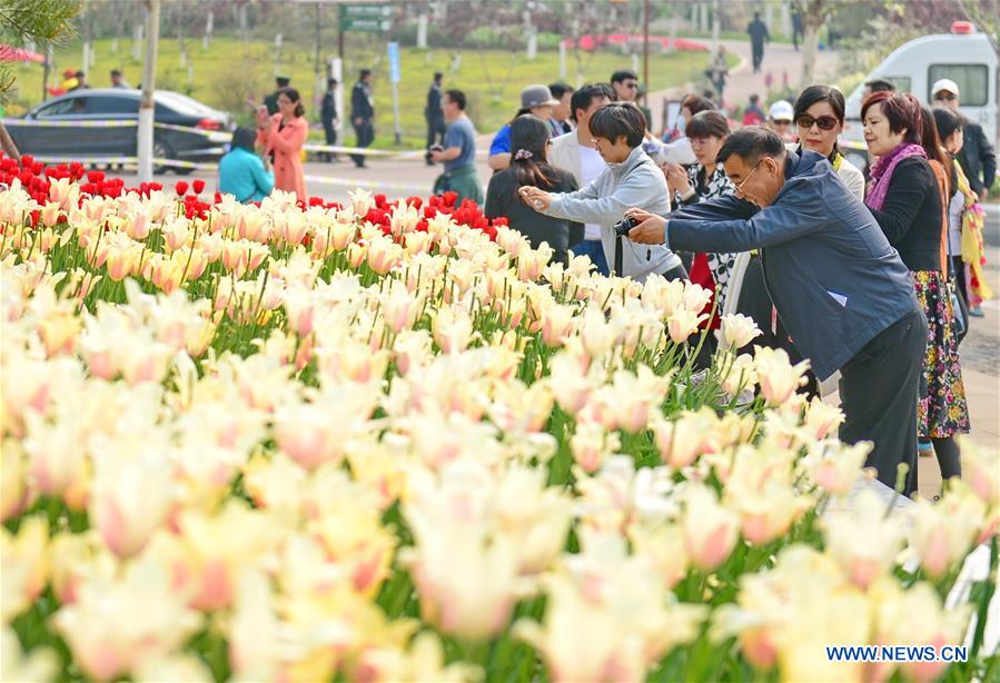 Visitors take photos of tulips during the Tangshan International Horticultural Exposition 2016 in Tangshan City, north China's Hebei Province, April 29, 2016. The Tangshan International Horticultural Exposition 2016 opened here on Friday and will last for 171 days. [Xinhua]