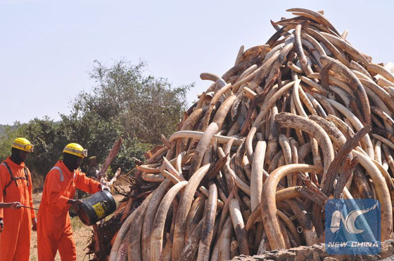File photo shows firemen pouring fuel on contraband ivory in Nairobi, capital of Kenya. [Photo/Xinhua]