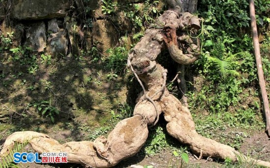 The kudzu root shaped as a running person is pictured here on April 23, 2016. [Photo: scol.com.cn]