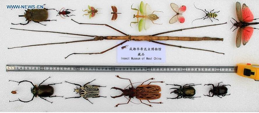  The file photo shows the world's longest insect (C) compared with other insects in size. The Insect Museum of West China in Chengdu, capital of southwest China's Sichuan Province, told Xinhua Thursday that a 62.4-cm-long stick insect found during a field inspection in south China's Guangxi Zhuang Autonomous Region in 2014 has broken the record for length for all 807,625 insects discovered so far. (Photo/Xinhua)