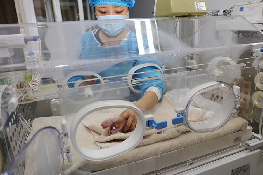 A breeder takes care of the new born giant panda cub at Chengdu Research Base of Giant Panda Breeding in Northwest China's Sichuan province, May 6, 2016. [Photo by She Yi/For China Daily]