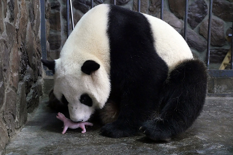 A giant panda that let down her fans with a 'phantom pregnancy' in 2014 has given birth to a cub, and more than 100,000 people viewed the delivery online. The male cub, weighing 145 grams, was born at 6:06 am on Friday at Chengdu Giant Panda Breeding Research Center in Sichuan province. The panda cub－the first born worldwide this year－and mother are in good health. [Photo/China Daily]