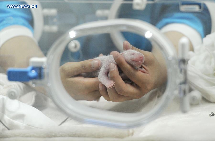 Photo taken on May 6, 2016 shows a male panda cub, the first baby panda born worldwide this year, at Chengdu Giant Panda Breeding Research Center in Chengdu, capital of Southwest China's Sichuan province. [Photo/Xinhua]