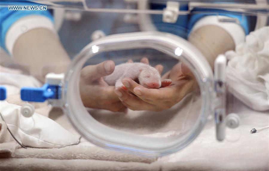 Photo taken on May 6, 2016 shows a male panda cub, the first baby panda born worldwide this year, at Chengdu Giant Panda Breeding Research Center in Chengdu, capital of Southwest China's Sichuan province. [Photo/Xinhua]