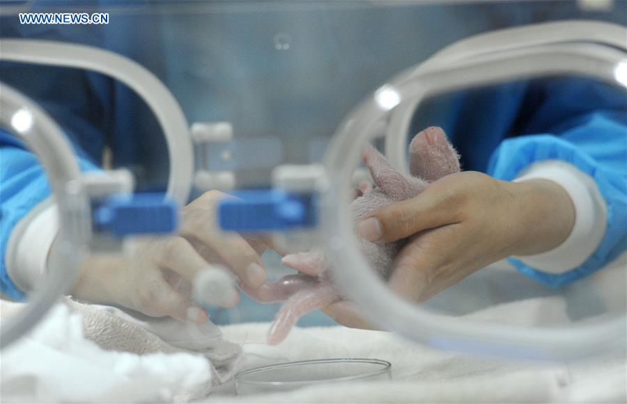 Photo taken on May 6, 2016 shows a male panda cub, the first baby panda born worldwide this year, at Chengdu Giant Panda Breeding Research Center in Chengdu, capital of Southwest China's Sichuan province. [Photo/Xinhua]