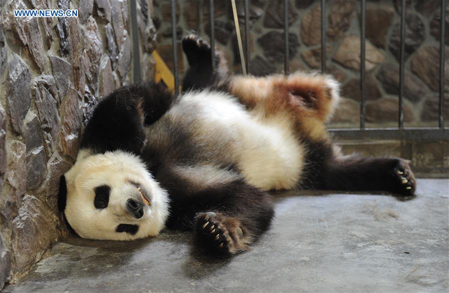 Photo taken on May 6, 2016 shows nine-year-old female panda Ai Hin at Chengdu Giant Panda Breeding Research Center in Chengdu, capital of Southwest China's Sichuan province. [Photo/Xinhua]