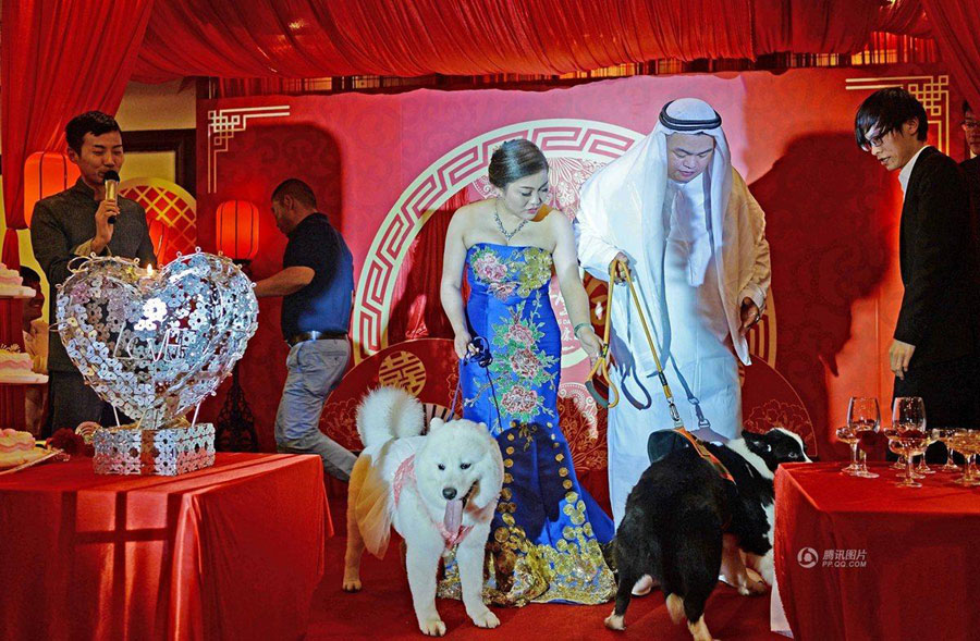 A couple walks down the aisle with their beloved pets and makes their love vows under the witness of their friends and other cute dogs at a local restaurant in Shanghai on May 6, 2016. The dogs of the couple were taken to the wedding and accompanied their owners as bridesmaid and groomsman. [Photo: qq.com]