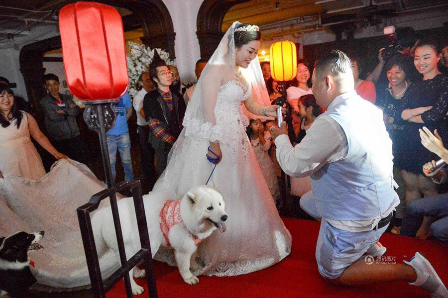 A couple walks down the aisle with their beloved pets and makes their love vows under the witness of their friends and other cute dogs at a local restaurant in Shanghai on May 6, 2016. The dogs of the couple were taken to the wedding and accompanied their owners as bridesmaid and groomsman. [Photo: qq.com]