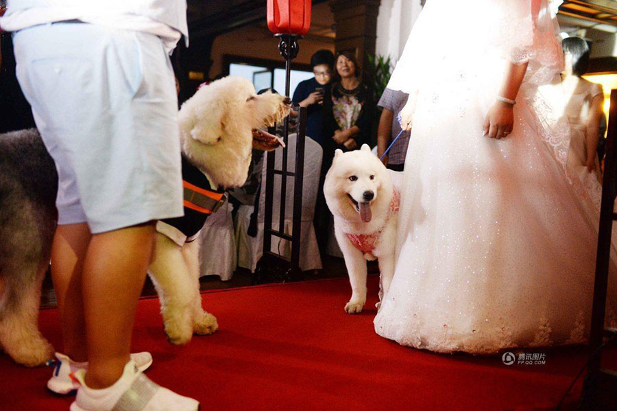 A couple walks down the aisle with their beloved pets and makes their love vows under the witness of their friends and other cute dogs at a local restaurant in Shanghai on May 6, 2016. The dogs of the couple were taken to the wedding and accompanied their owners as bridesmaid and groomsman. [Photo: qq.com]