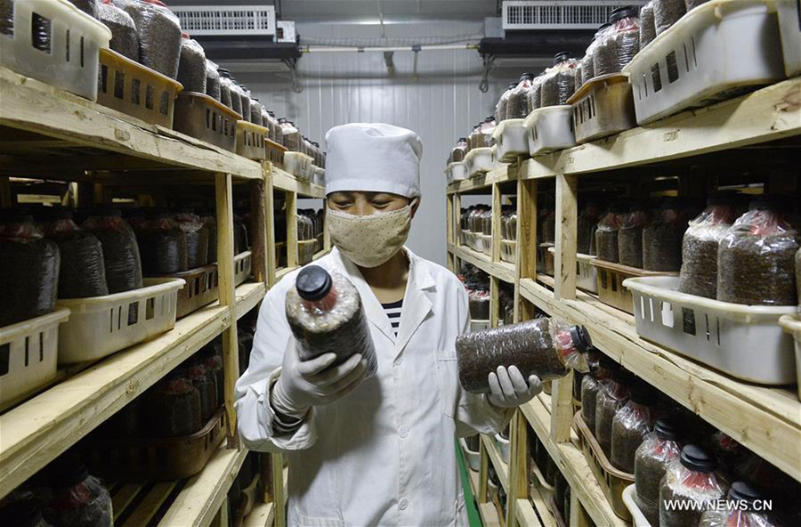 A staff worker is seen at a mushroom industry park in Pengyang county, Northwest China's Ningxia Hui Autonomous Region, May 6, 2016. The county introduced edible mushroom cultivation experts and skills from southeast China's Fujian Province in recent years. [Xinhua] 