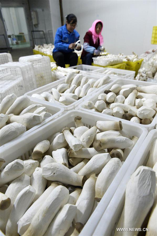 Farmers pack king oyster mushrooms in Pengyang county, Northwest China's Ningxia Hui Autonomous Region, May 6, 2016. So far, Pengyang has established edible mushroom cultivation bases covering an area of more than 33 hectares and held training classes for more than 1,000 people. [Xinhua]