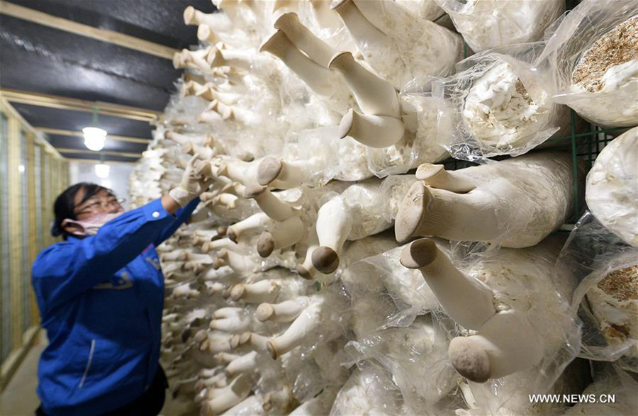 A farmer picks king oyster mushrooms in Pengyang County, northwest China's Ningxia Hui Autonomous Region, May 6, 2016. The county introduced edible mushroom cultivation experts and skills from southeast China's Fujian Province in recent years. [Xinhua] 