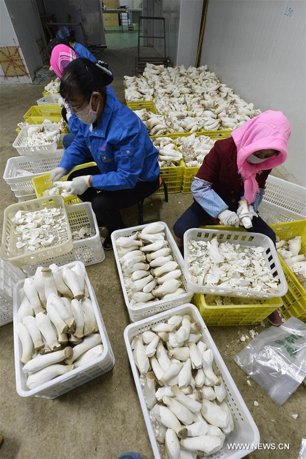 Farmers pack king oyster mushrooms in Pengyang county, northwest China's Ningxia Hui Autonomous Region, May 6, 2016. [Xinhua]