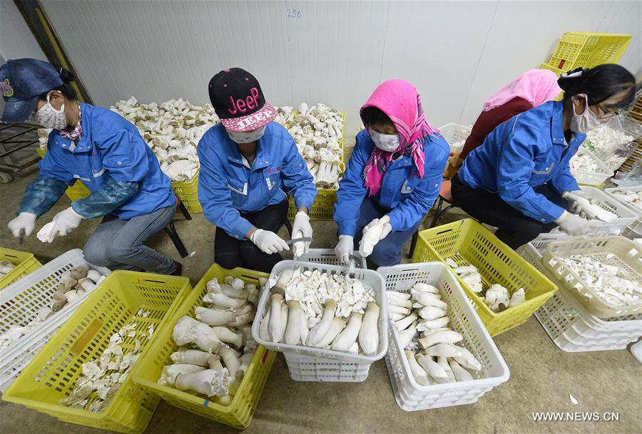 Farmers pack king oyster mushrooms in Pengyang County, northwest China's Ningxia Hui Autonomous Region, May 6, 2016. So far, Pengyang has established edible mushroom cultivation bases covering an area of more than 33 hectares and held training classes for more than 1,000 people. [Xinhua] 