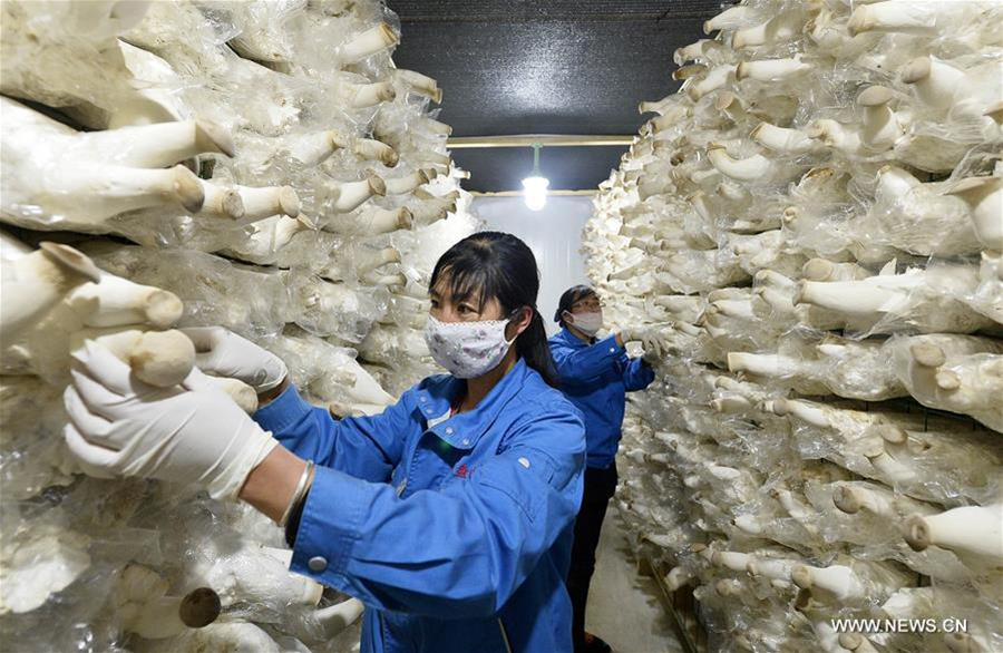 Farmers pick king oyster mushrooms in Pengyang County, Northwest China's Ningxia Hui Autonomous Region, May 6, 2016. The county introduced edible mushroom cultivation experts and skills from southeast China's Fujian Province in recent years. So far, Pengyang has established edible mushroom cultivation bases covering an area of more than 33 hectares and held training classes for more than 1,000 people. [Xinhua] 