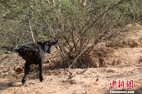 The strong-willed goat walks on its fore legs. [China News Service]