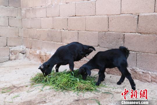 The strong-willed goat grazes with a normal goat. [China News Service]