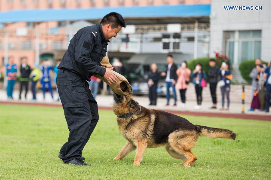 A handler trains a police dog for the public during an open day at a camp of the provincial public security department in Guiyang, capital of southwest China's Guizhou Province, May 15, 2016. An open day activity was held at the camp on Sunday to show the trainings of police dogs. [Photo/Xinhua]